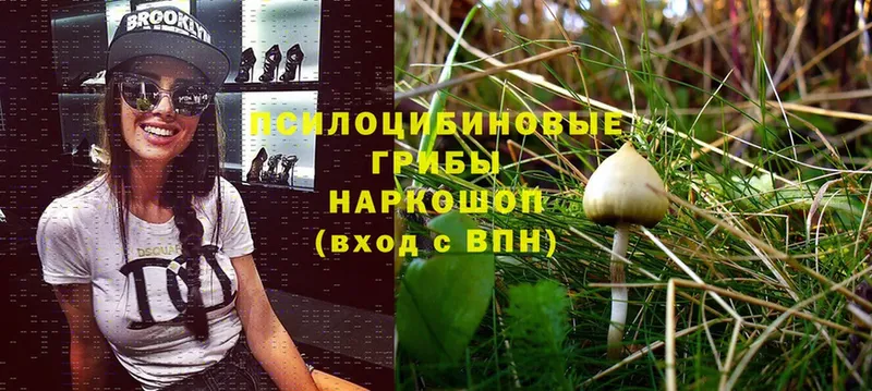 Псилоцибиновые грибы Psilocybe  площадка состав  Карасук 